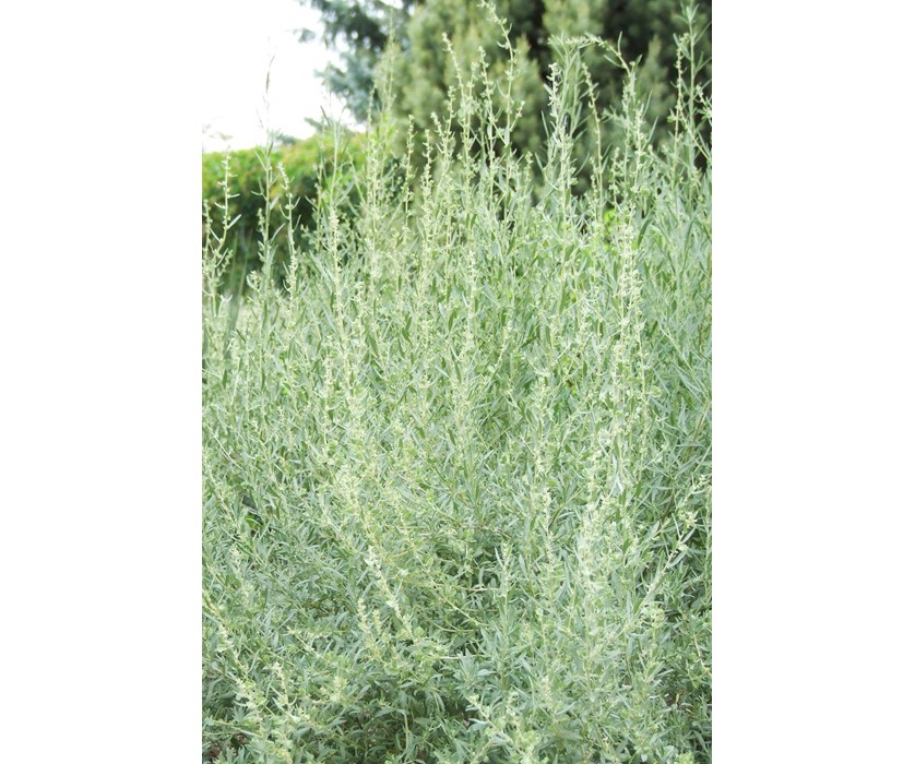 Saltbush